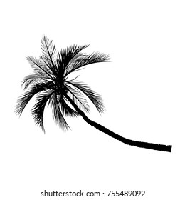 Vector palm tree, silhouette icons on white background  