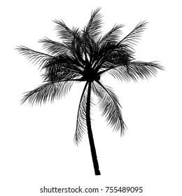 Vector palm tree, silhouette icons on white background  