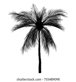 Vector palm tree, silhouette icons on white background  