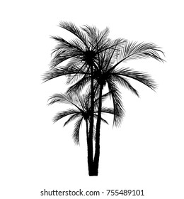 Vector palm tree, silhouette icons on white background  