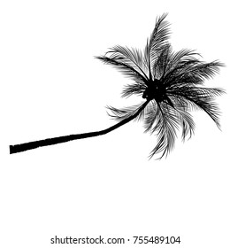 Vector palm tree, silhouette icons on white background  