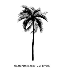 Vector palm tree, silhouette icons on white background  