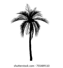 Vector palm tree, silhouette icons on white background  