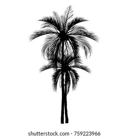 vector of palm tree silhouette icons on white background, coconut tree flat icon for vacation apps and websites.