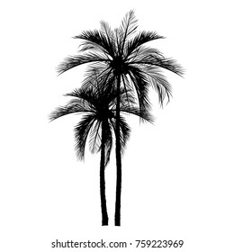 vector of palm tree silhouette icons on white background, coconut tree flat icon for vacation apps and websites.