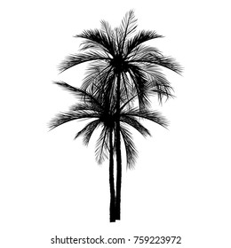 vector of palm tree silhouette icons on white background, coconut tree flat icon for vacation apps and websites.