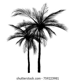vector of palm tree silhouette icons on white background, coconut tree flat icon for vacation apps and websites.