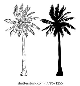 Vector palm tree silhouette icons on white background, branch, climate, environment, exotic, flora, floral, hawaii, icon, illustration island leaf nature outdoor paradise plant