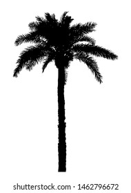 vector palm tree silhouette isolated on white background