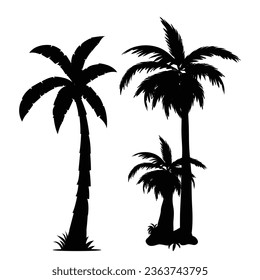 Vector palm tree silhouette on white.