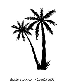 Vector palms isolated on white background. Hand drawn illustration of tropical summer trees.