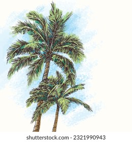 Vector palps in vintage engraved style. Tropical trees. Palm trees for designs, postcards, packaging