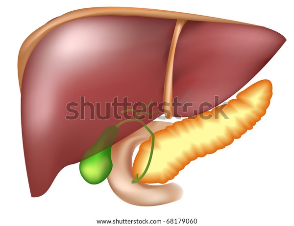 Vector Pancreas Liver Duodenum Gall Bladder Stock Vector (Royalty Free ...