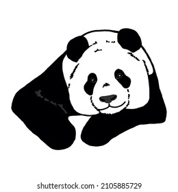 vector panda black and white bear eating bamboo animal