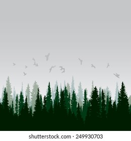 Vector panorama of wild coniferous forest with pines and birds flying toward rising sun.