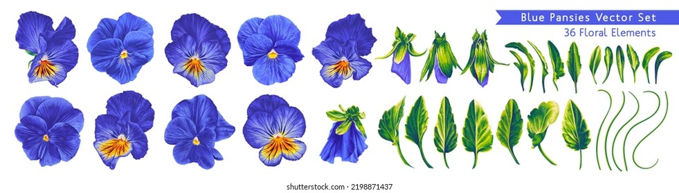 Vector Pansies, Blue, Blue and Yellow Viola flowers. Detailed realistic botanical illustrations for your design, postcards, advertising, social networks, textiles. Ready-made leaves, stems and flowers