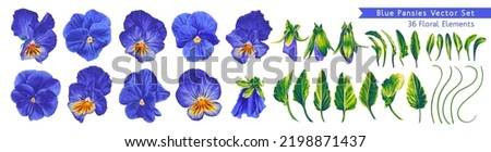 Vector Pansies, Blue, Blue and Yellow Viola flowers. Detailed realistic botanical illustrations for your design, postcards, advertising, social networks, textiles. Ready-made leaves, stems and flowers ストックフォト © 