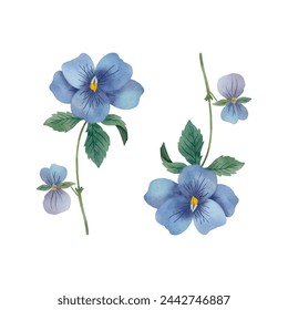 Vector pansies isolated in watercolor style. Pansies clip art foe wedding decor. hand drawn botanicals