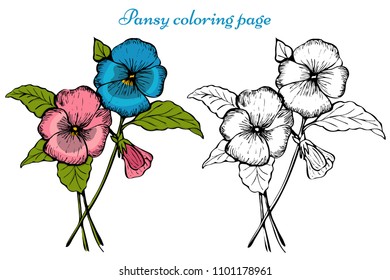 Vector pansy flower. Botanical coloring page for children and adults.