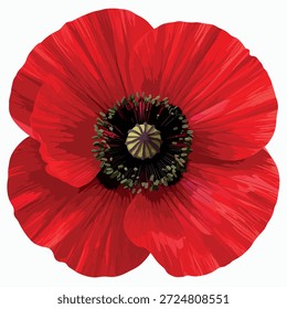 Vektor von Papaver rhoeas, gemeinhin als Mohn bezeichnet, einzeln auf weißem Hintergrund. Ikonische mediterrane Wildblume, die in botanischen Studien, Bildung und Blumendesign verwendet wird.