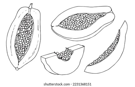 Vector Papaya fruit drawing. Hand drawn illustration of exotic tropical dessert on isolated background on isolated background. Set of drawing in outline style. Sketch of asian food.