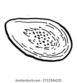 Vector papaya fruit half isolated. Hand drawn sketch illustration in linear style. Vintage art for food labels, logo.