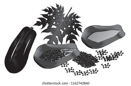 Vector Papaya Illustration
