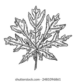 Vector Papaya Leaf. Hand drawn tropical exotic Plant on isolated background. Linear Drawing of Pawpaw palm tree. Botanical illustration for production label. Summer outline sketch. Vintage engraving.
