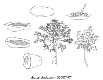 vector papaya set of hand drawn line art cute illustration