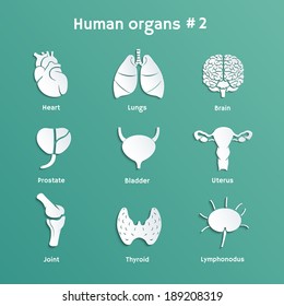 Vector paper-cut  icons with shadows of internal human organs