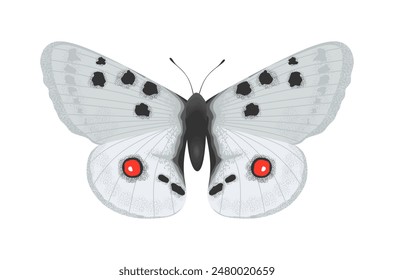 Vector parnassius apollo butterfly. Gorgeous insect with beautiful wings in cartoon style. Exotic butterfly in high detailed style isolated on white background. Colored flat vector illustration