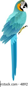 vector parrot Blue and yellow Macaw (Ara ararauna)