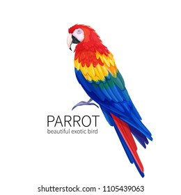 Vector parrot. Exotic tropical bird sitting. Bright illustration cartoon style for summer tropical paradise advertising vacation design.