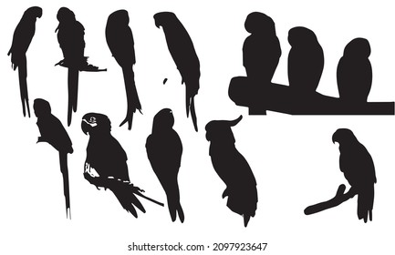 Vector parrot silhouettes of amazon jungle isolated on black and white background collection