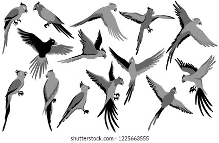 Vector parrot silhouettes of jungle on white background