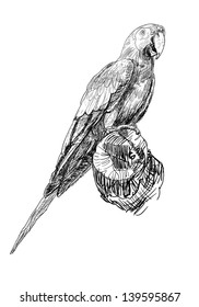 The vector of parrot that hold on the dry twig