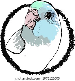 Vector of Parrotlet forpus . Vector illustration.