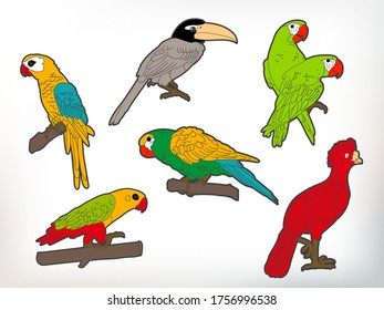 Vector Parrots or Birds Illustration Collection