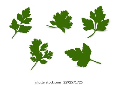 vector parsley of different shapes, realism with shade, greenery