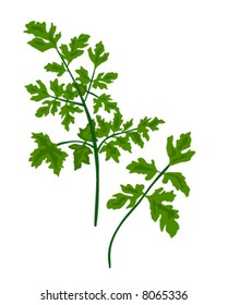 Vector Parsley is hand drawn original artwork.  The vector is in AI-EPS8 format.