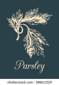 Vector parsley illustration. Hand drawn sketch of plant isolated. Botanical drawing of spice in engraving style. Organic, eco culinary herb.