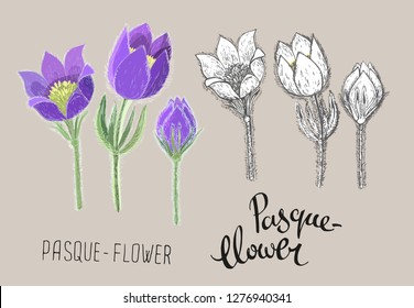 Vector pasque flowers isolated on beige background. Colored realistic and black and white ink floral hand drawn illustration. Botanical drawing of perennial poisonous flowering plant used in