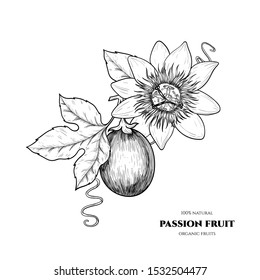 Vector passion fruit  hand drawn sketch. Vintage style