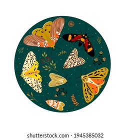 Vector pattern of butterflies and moths,hand drawn picture.