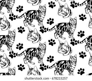 Vector pattern with cat breed American Shorthair , side view and front view.