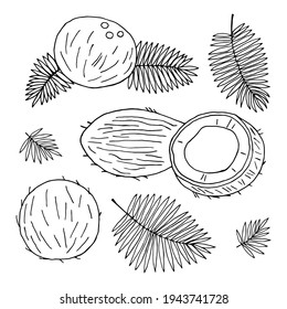 Vector pattern with coconuts in doodle style.