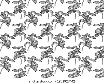 Vector of pattern coffee tree branches with coffee beans, leaves and beans. Botanical drawing, sketch. Line art design. Realistic nature style. Organic illustration.	