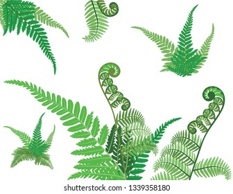 Vector pattern with fern on the white background