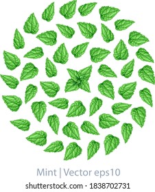 Vector pattern with fresh mint leaves. Mint isolated on white background