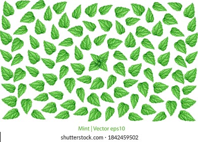 Vector pattern with fresh mint leaves. Mint isolated on white background
